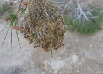 El Ayuntamiento de Orihuela inicia el tratamiento contra la procesionaria del pino