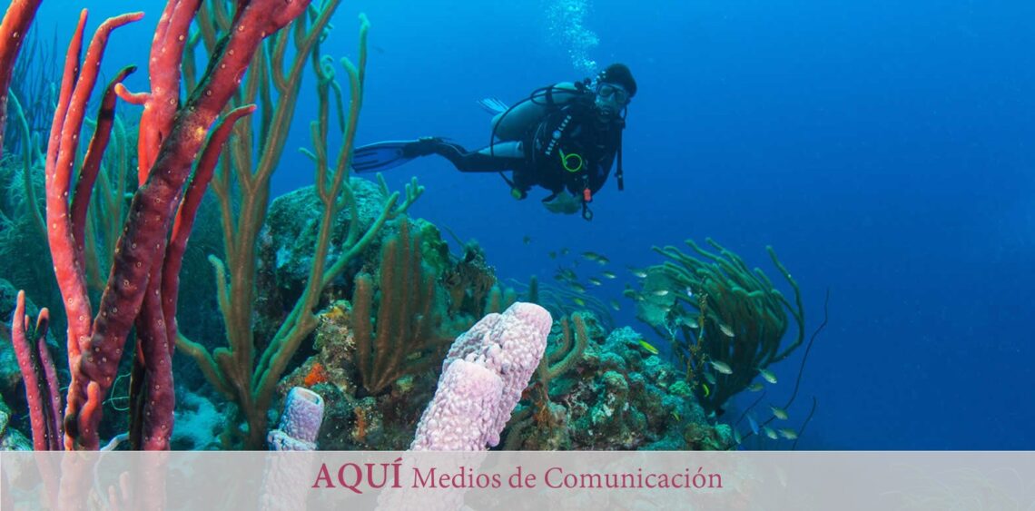 Corales del Mediterráneo: ¿una lenta desaparición?