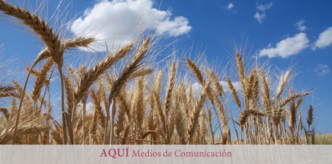 Descifrado el genoma del trigo