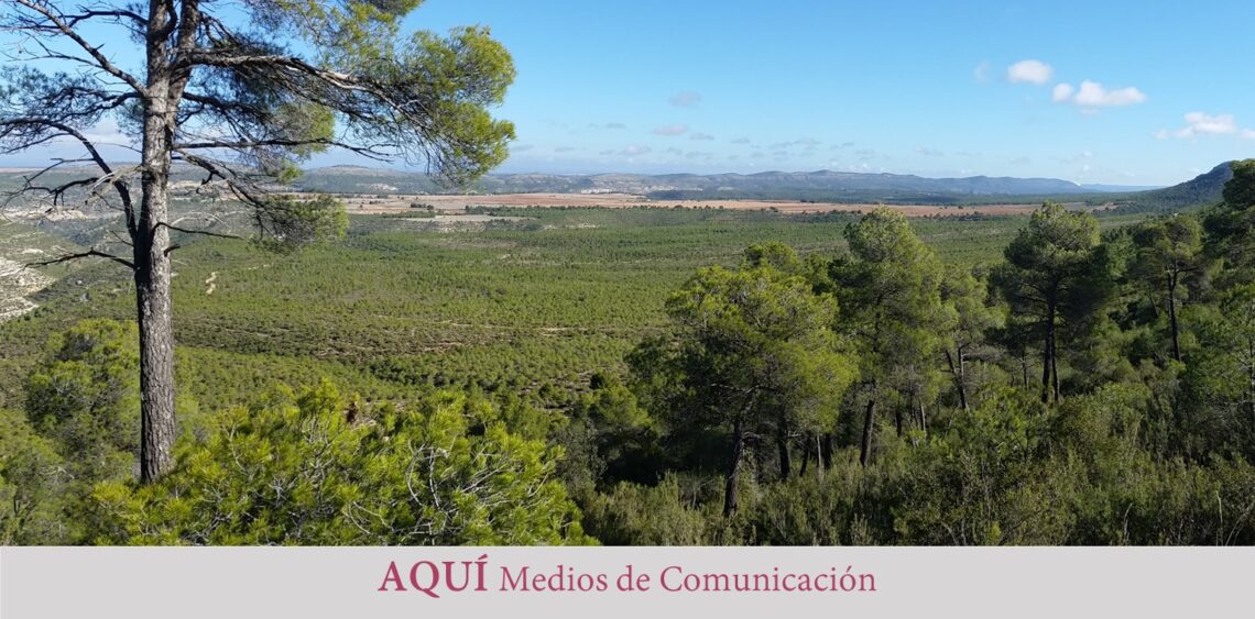 El bosque mediterráneo al límite de su aguante