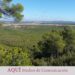El bosque mediterráneo al límite de su aguante