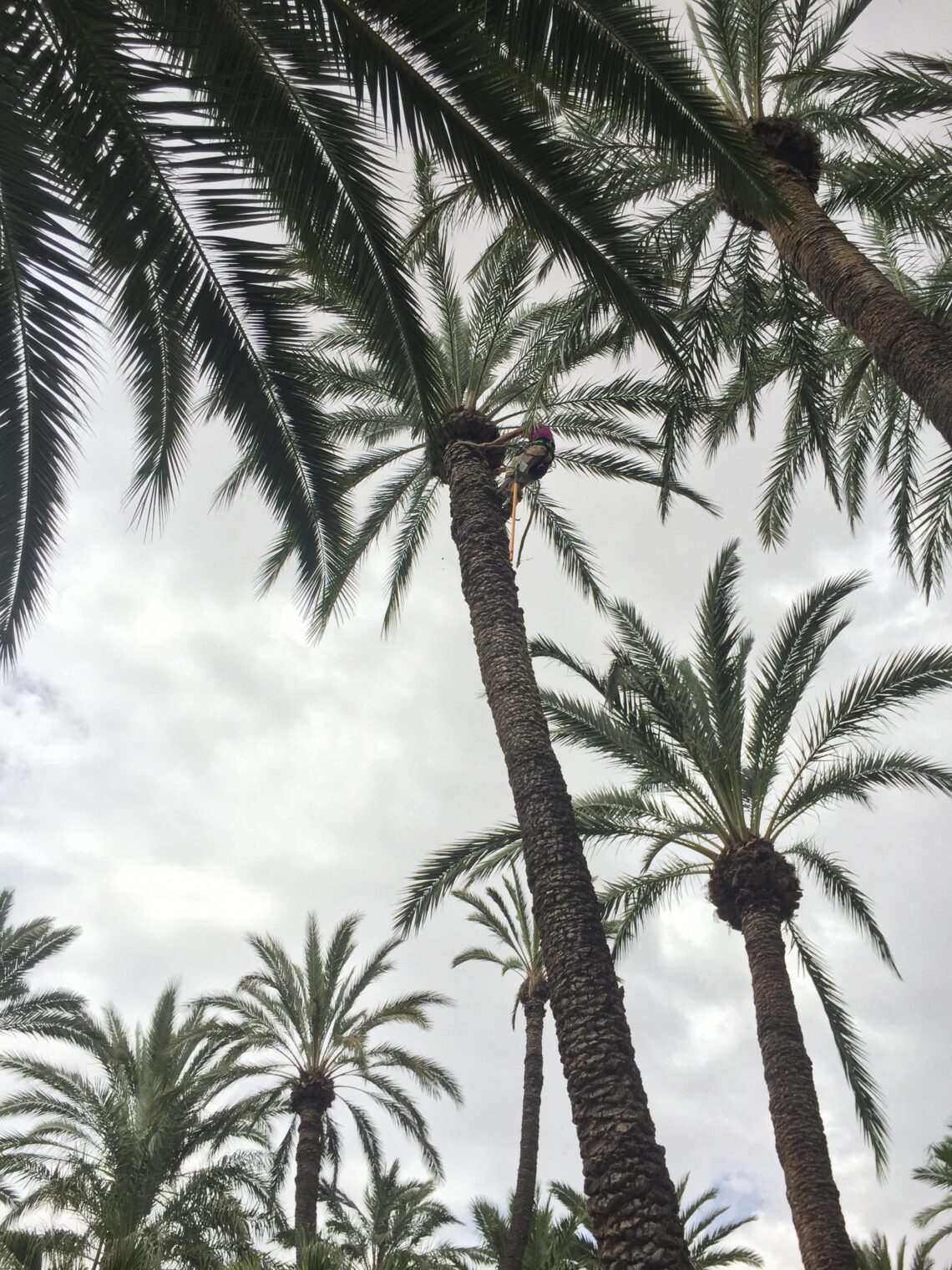 El picudo rojo ya no representa esa gran amenaza para el palmeral