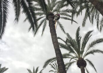 El picudo rojo ya no representa esa gran amenaza para el palmeral