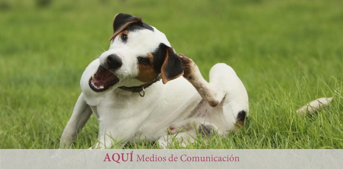 En guardia contra las garrapatas