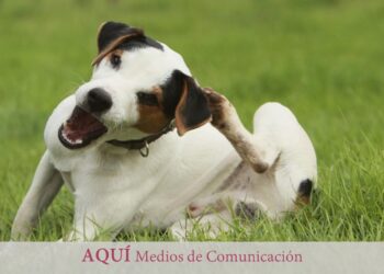 En guardia contra las garrapatas