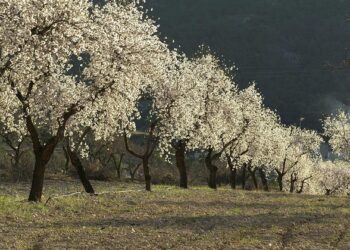 Experiencias ´agrogastronómicas` en Petrer