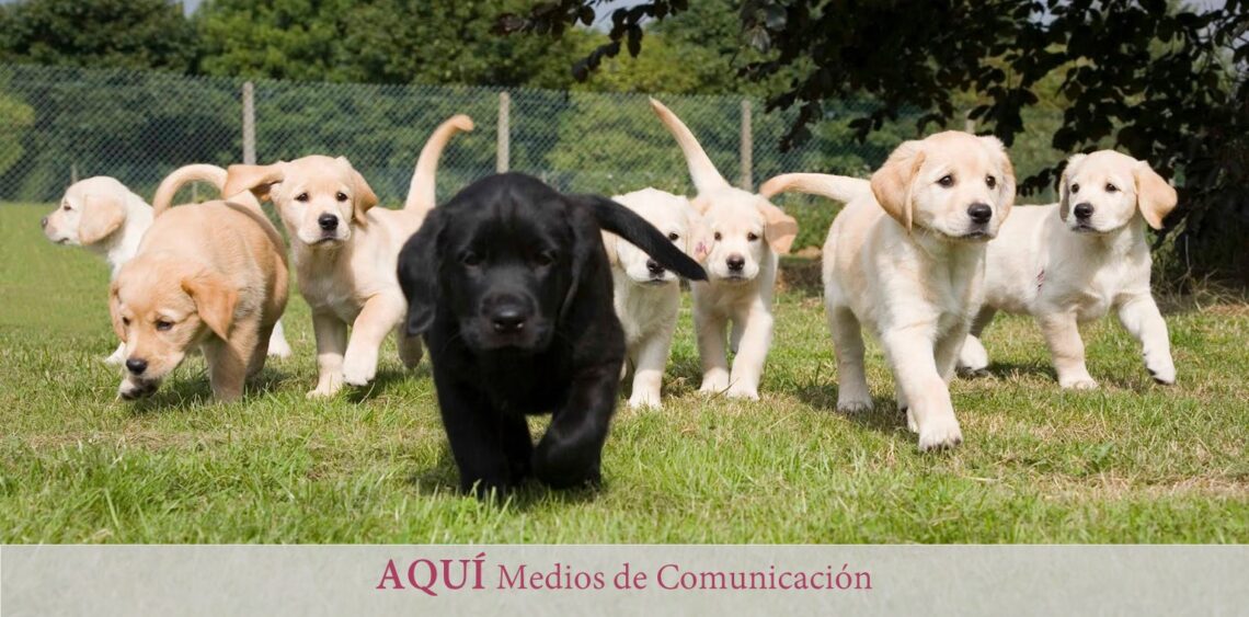 Icoval y la Universidad de Murcia estudian la prevalencia de parásitos intestinales en heces de perros y en la tierra de los parques