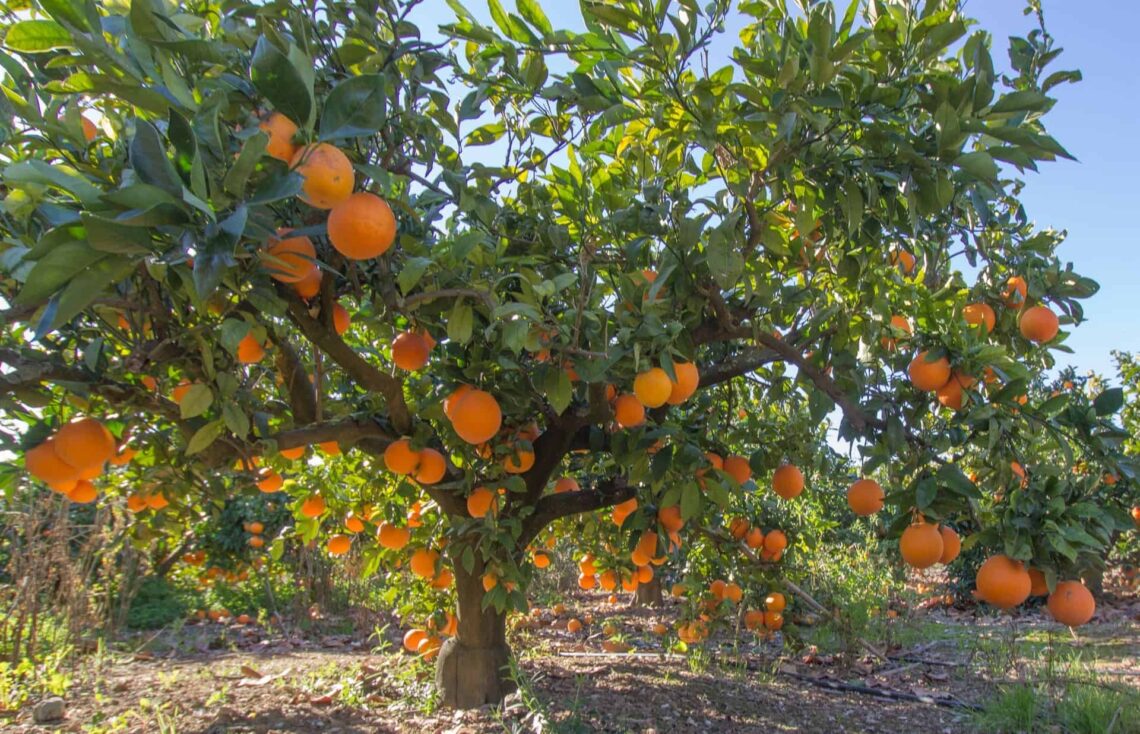 Los agricultores exigen soluciones ante la entrada masiva de cítricos procedentes de África