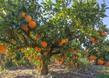 Los agricultores exigen soluciones ante la entrada masiva de cítricos procedentes de África