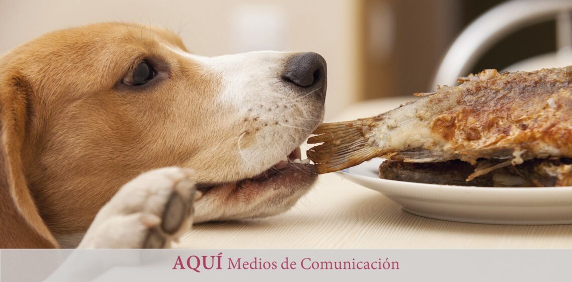 Qué hacer si tu perro roba comida: consejos prácticos