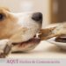 Qué hacer si tu perro roba comida: consejos prácticos