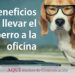 Seis Beneficios de llevar el perro a la oficina