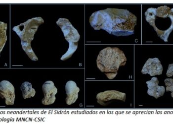 Un estudio del CSIC señala la importancia de la endogamia en la extinción de los neandertales
