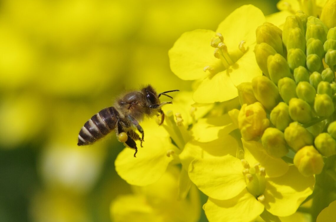 abeja-asiatica-poliniza-planta