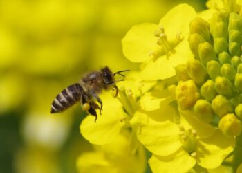 abeja-asiatica-poliniza-planta