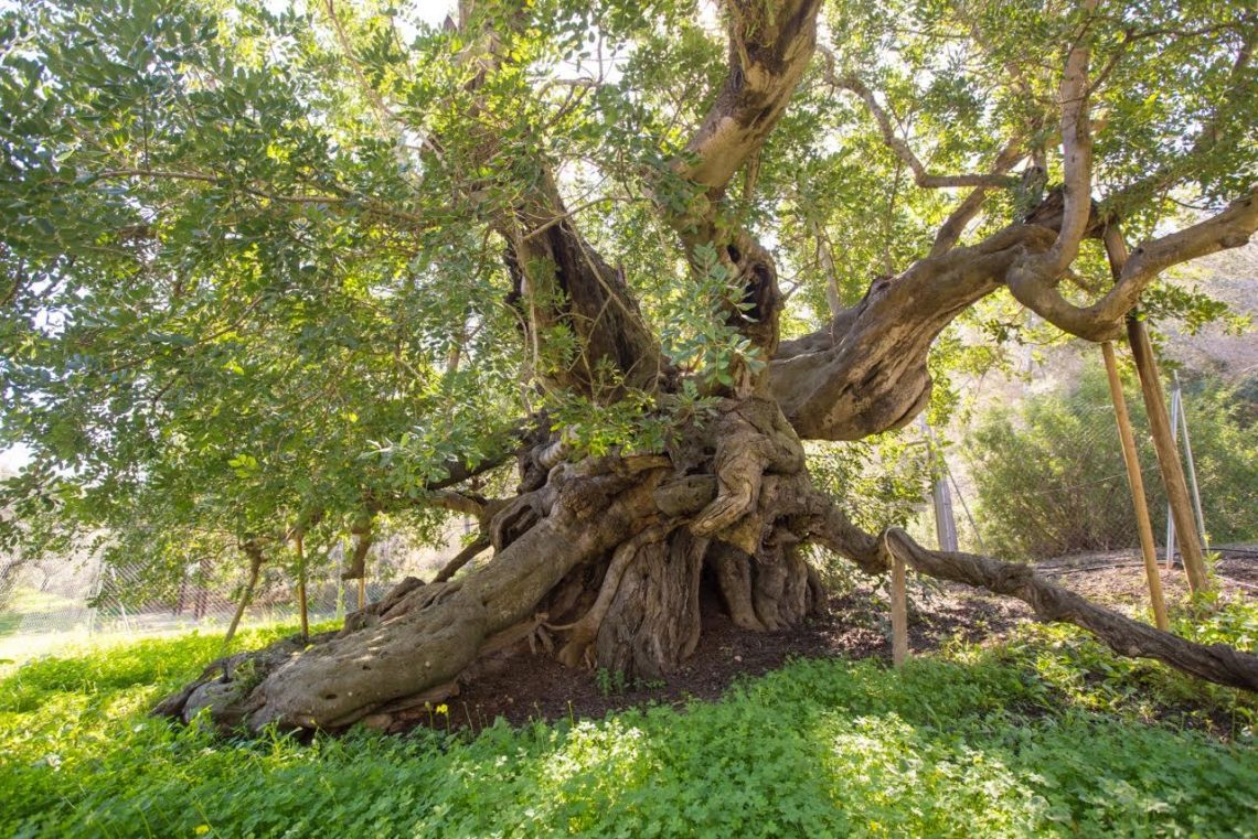 Los árboles singulares de l’Alfàs, una ruta distinta y divertida