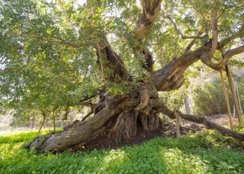 Los árboles singulares de l’Alfàs, una ruta distinta y divertida