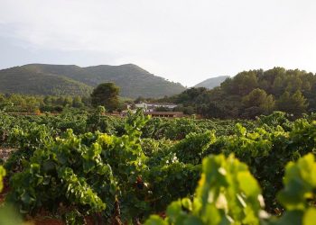 alfaz-pepe-mendoza-noviembre-2019-5