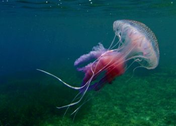 alicante-aplicacion-medusa-luminiscente-julio-2019-1