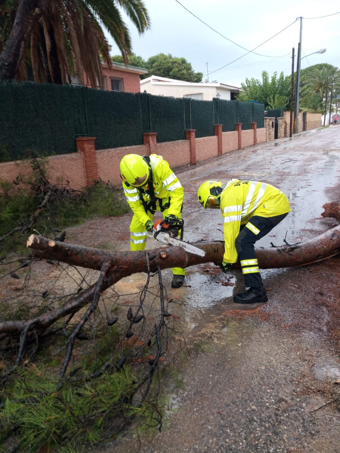 alicante-arbol-caido-dana-septiembre-2019