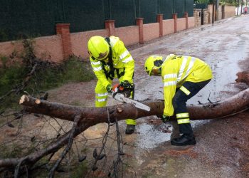 alicante-arbol-caido-dana-septiembre-2019