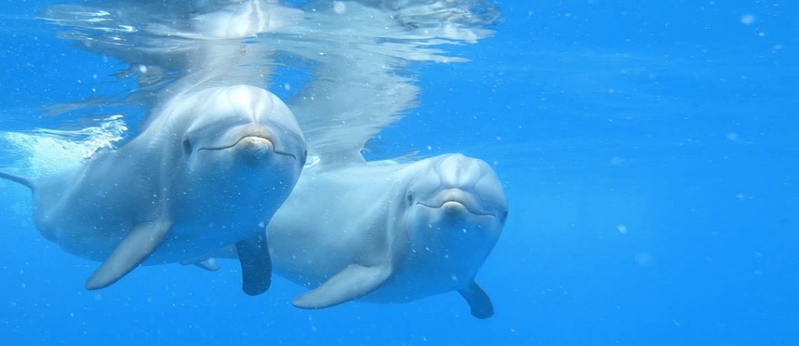 El Festival de Cine de Alicante proyectará el documental ‘Animales, por el camino de en medio’ del alicantino Manuel Galipienso