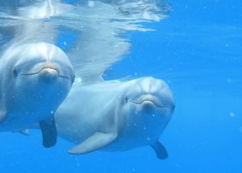 El Festival de Cine de Alicante proyectará el documental ‘Animales, por el camino de en medio’ del alicantino Manuel Galipienso