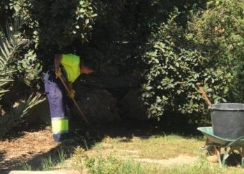 alicante-limpieza-palmeral-octubre-2019-3