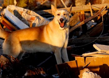alicante-maya-perro-ayuda-bomberos-agosto-2019