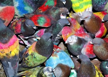 alicante-paloma-al-aire-ricardo-cases-febrero-2020-1