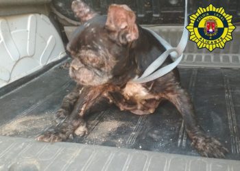 alicante-perro-abandonado-moribundo-octubre-2019