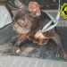 alicante-perro-abandonado-moribundo-octubre-2019