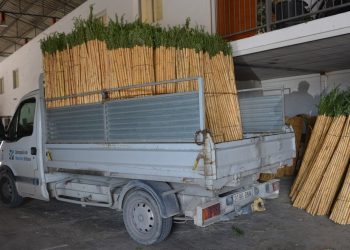 alicante-preparacion-canas-santa-faz-camion-abril-2019