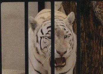 alicante-tigre-albino-septiembre-2019