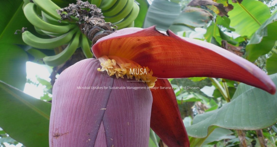 alicante-ua-proyecto-musa-platanera-junio-2019