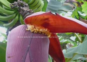 alicante-ua-proyecto-musa-platanera-junio-2019