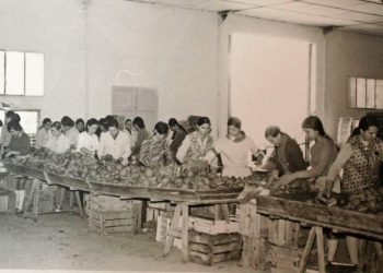 almoradi-concurso-envasadora-alcachofa-marzo-2020-1969