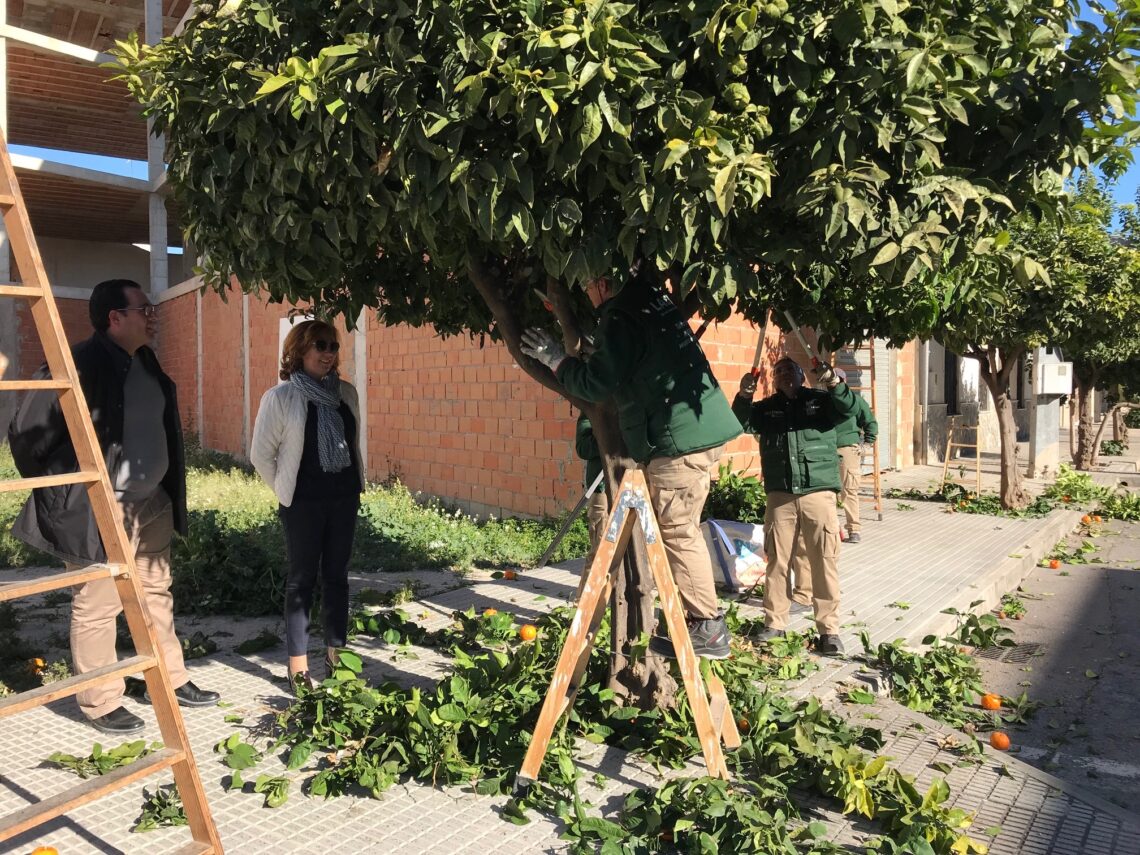 almoradi-taller-empleo-poda-febrero-2019