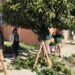 almoradi-taller-empleo-poda-febrero-2019