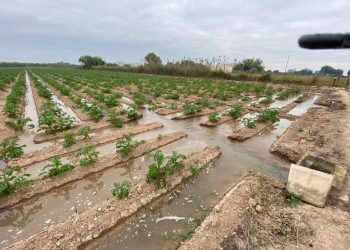 La “Ruta del Agua” de Almoradí pondrá en valor su sistema de regadío tradicional