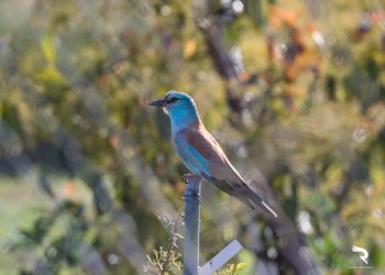 La naturaleza se abre paso en un Algar sin personas