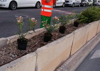 400 plantas para la Avenida Juan Alvado y el Camí de l´Algar
