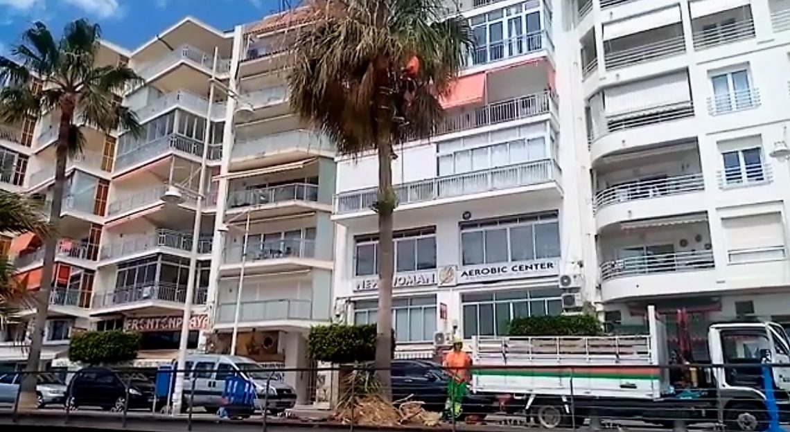 Las palmeras de Altea mejoran su imagen y salud gracias a la poda en altura