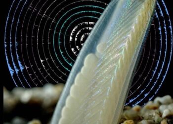 anfioxo-sobre-un-fondo-de-marcas-epigenomicas-noviembre-2018