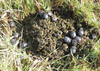 antiparasitario-ivermectina-1-ua-universidad-alicante