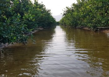 asaja-bancales-inundados-septiembre-2019