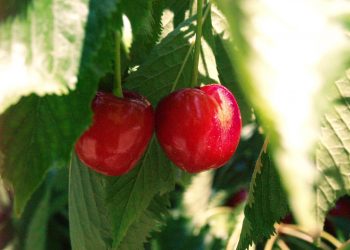 asaja-cerezas-mayo-2020-2