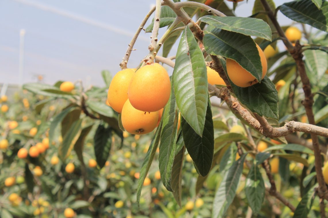 Las campañas del níspero y la cereza de Alicante se saldan con un balance atípico y negativo