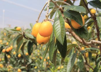 Las campañas del níspero y la cereza de Alicante se saldan con un balance atípico y negativo