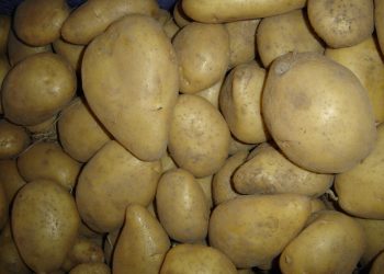 ASAJA Alicante denuncia que los agricultores están arrancando y labrando ahora parcelas de patatas y cebolla al verse obligados a vender a pérdidas